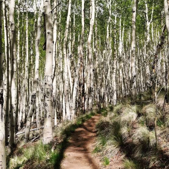 Hiking The Continental Divide Trail Near Leadville & Twin Lakes - Visit  Leadville Twin Lakes