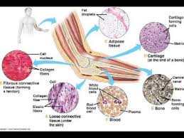 Levels Of Biological Organization From Smallest To Largest Quizlet Connective Tissue Is The Most Abundant And Variable It Is Acellular Extracellular More Matrix Than Cells Has Ground Subst Chapter 5 Histology Body