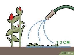Begin with a thorough watering to soften the planned garden area. 4 Ways To Kill Grass Invading A Flower Bed Wikihow