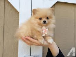 From free yorkie puppies to free german shepherd puppies, you can find the perfect addition to your home here at k9stud. Pomeranian Puppies Under 50 Dollars Pets Lovers
