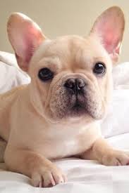 My interest in french bulldogs began when i i then purchased a blue fawn female from a wonderful breeder here in the states and could not wait to start raising these beautiful rare colors. Rare French Bulldog Colors Frenchie World Shop