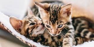 When you're looking over different plans and what they have to offer, it might be hard to choose the one that works best for your situation. Compare Time Limited Pet Insurance Compare By Review