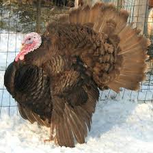 Guinea Fowl Birds That Look Like Turkeys Chocolate Chocolate Turkey Turkey Breeds Pet Birds