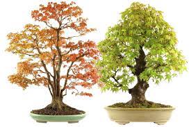 Japanese Maple Bonsai Care Bonsaischule Wenddorf