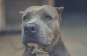 Best Dog Shampoo For Pitbulls 2020 Reviews And Buying Guide Petworshiper