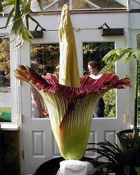 Amorphophallus Titanum Aka The Corpse Flower Facts 1 The Largest Flower In The World With A Fragrance That Resembles The Corpse Flower Rare Flowers Plants
