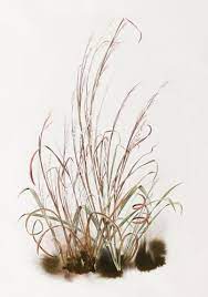 State Grass Little Bluestem Plant Images Wild Plants Grass