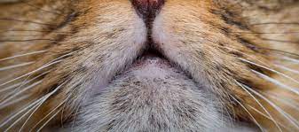 My two year old tabby cat has mild chin acne. Your Cat May Have Feline Acne Learn More On Litter Robot Blog