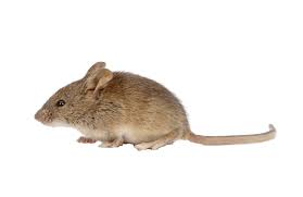 Call to get rid of pests today! Mice Control Richmond Hill Mouse Exterminator