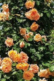 The rose is very floriferous with a strong scent and features glossy, dark green foliage. 26 Climbing Roses Ideas Climbing Roses Climbing Rose Plants Plants