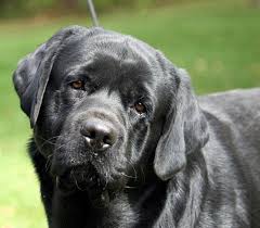 We love the breed of retrievers and have had labrador retrievers for over twenty years. East Hill Labradors