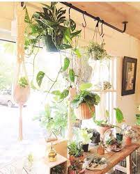window rod plants house hanging indoor cactus for car