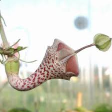 Image result for Ceropegia haygarthii
