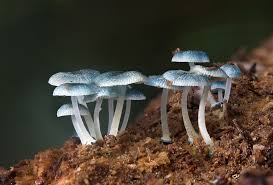 Decomposer definition, a person or thing that decomposes. Decomposer Definition Role Expii