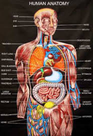 The torso of the human body also consists of the major muscles of our body; Bh 9213 Torso Anatomy Diagram Free Diagram