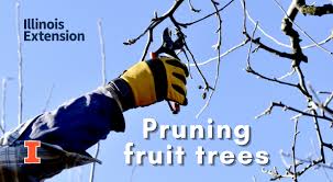 Established orchard practice of both organic and nonorganic types typically includes pruning. How To Prune Fruit Trees For Healthier Trees And Better Harvests University Of Illinois Extension