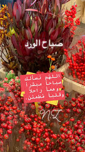 pin by abu tamim on صباحات ومساءات morning images greetings image