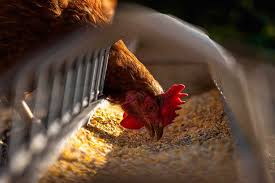 Entre 2016 y 2017, la cepa h7n9 de la gripe aviar mató a. S2wxstbruydsdm