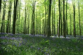 Check spelling or type a new query. 6 266 Wood Hyacinth Photos Free Royalty Free Stock Photos From Dreamstime