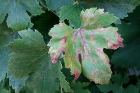 Image result for Calepitrimerus vitis