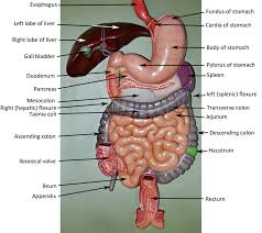 The gi tract consists of a series of organs starting from the mouth, followed by the esophagus, stomach, small intestine, large. Human Digestive Organs Model Diagram
