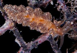 Image result for Gastrodia ballii