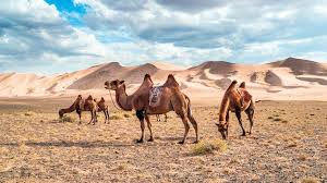 The meaning of the phrase 'the straw that broke the camel's back', its origin and a few examples of this saying being used in sentences. Against All Odds These Camels Survived On Salt Water Friday Magazine