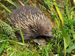 Swamp Animals And Plants Echidna Going For A Dip In A Small Shallow Wetland At Redman Bluff Animals Wetland Swamp