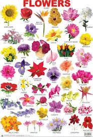 Maybe you would like to learn more about one of these? Flowers Name In English To Odia Flix It