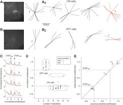 Narrow And Wide Field Amacrine Cells Fire Action Potentials In Response To  Depolarization And Light Stimulation | Visual Neuroscience | Cambridge Core