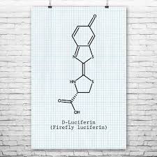 Luciferin Molecule Poster Print Molecule Wall Art Poster Prints Molecule Art Technical Illustration