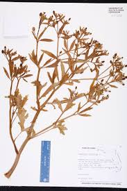 Image result for Ranunculus sceleratus