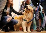 Elizabeth Warren's Adorable Dog Bailey Hits the Campaign Trail