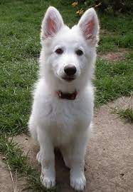 White German Shepherd