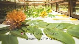 4k and hd video ready for any nle immediately. Glass Flowers The Ware Collection Of Blaschka Glass Models Of Plants Harvard Museum Of Natural History