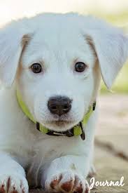 Rd.com pets & animals dogs mitja2/getty images there's a lot of debate about what the cutest dog breeds are. Journal Blank Lined Paper Diary Notebook White Labrador Retriever Lab Dog Photo Design Notebooks Laj 9781729727669 Amazon Com Books