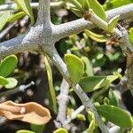 Image result for Pyrostria phyllanthoidea