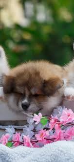 We did not find results for: Three Cute Puppies Flowers 1125x2436 Iphone 11 Pro Xs X Wallpaper Background Picture Image