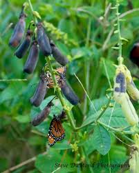 Image result for Crotalaria rhodesiae
