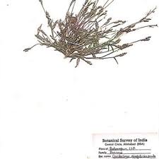 Image result for Coelachne africana