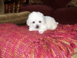 Toy mini poodle for sale. White Toy Poodle Breeders
