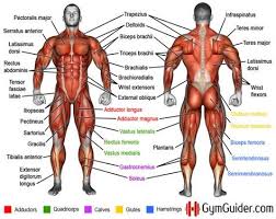 Hold for a beat, slowly lower back down and repeat. Why You Should Learn Muscle Names Human Muscle Anatomy Muscle Names Muscle Anatomy