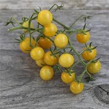 Tomate Bulle Nt Ferme De Sainte Marthe Tomates Petit Fruit Plante Potagere