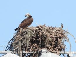 Birds Of Prey Central Florida Bird Travel Photos Birding Sites Bird Information Osprey In Nest Eagle Lakes Community Park Naples In 2020 Information About Birds Eagle Lake Bird