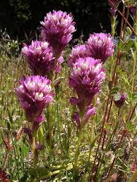 Castilleja Exserta Beautiful Flowers Drought Tolerant Landscape Purple Owl