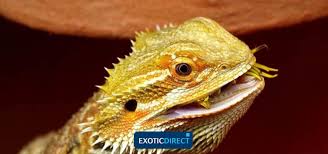 What Do Bearded Dragons Eat The Best Food For Bearded Dragons Exoticdirect