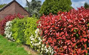 Order online at ashridge nurseries. Natural And Mixed Hedges A Trendy Option That Benefits All