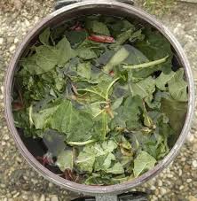 Produit miracle car le nombre d'usages du bicarbonate de soude est incroyable. Rhubarbe Et Limaces Une Solution Efficace Pour Les Eloigner Arbres Pour Petit Jardin Potager Jardinage Potager