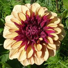 Pin By Tatiana Kirpichenko On F L O W E R S Dahlia Flower Dahlia Flowers