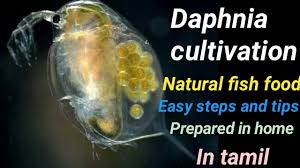 Daphnia Cultivation In Tamil Easy Simple Steps For Beginners Fish Food Fish Aquarium Tamil Youtube